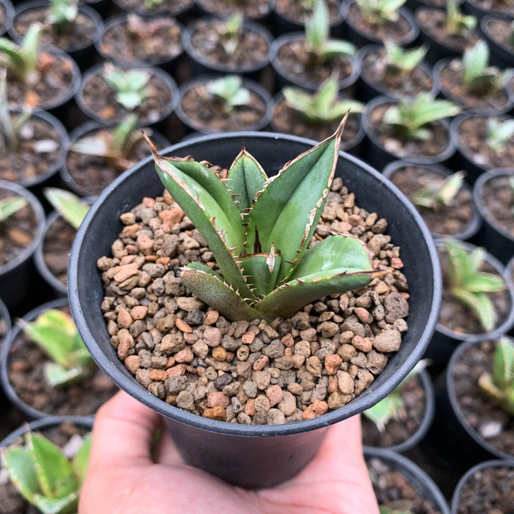 Agave tower of babel