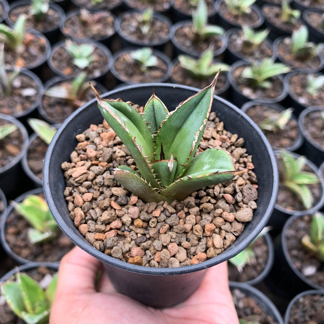 Agave tower of babel