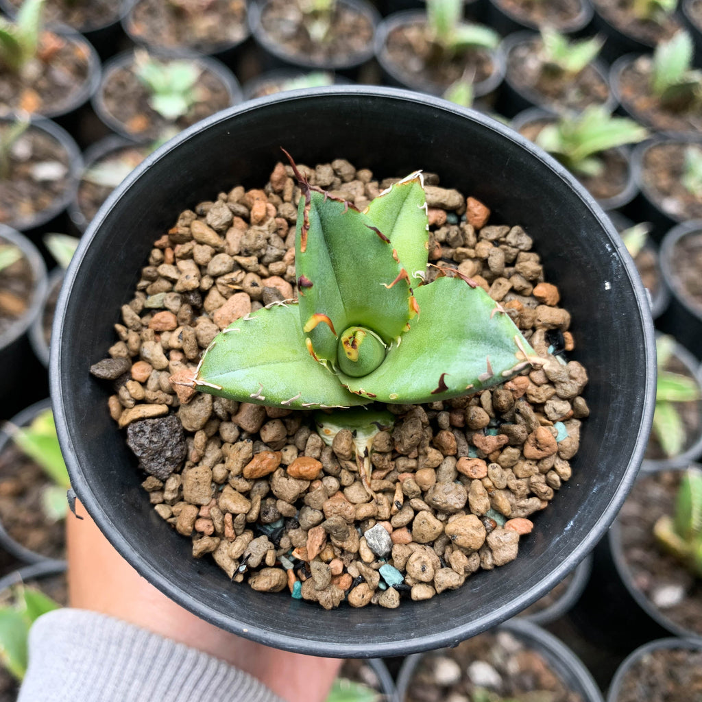 Agave – Succulentasia