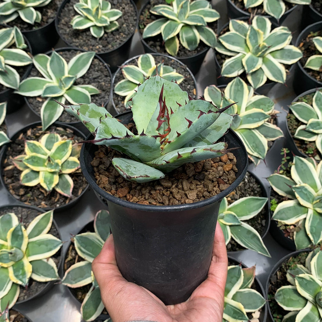 agave titanota x blue glow – Succulentasia