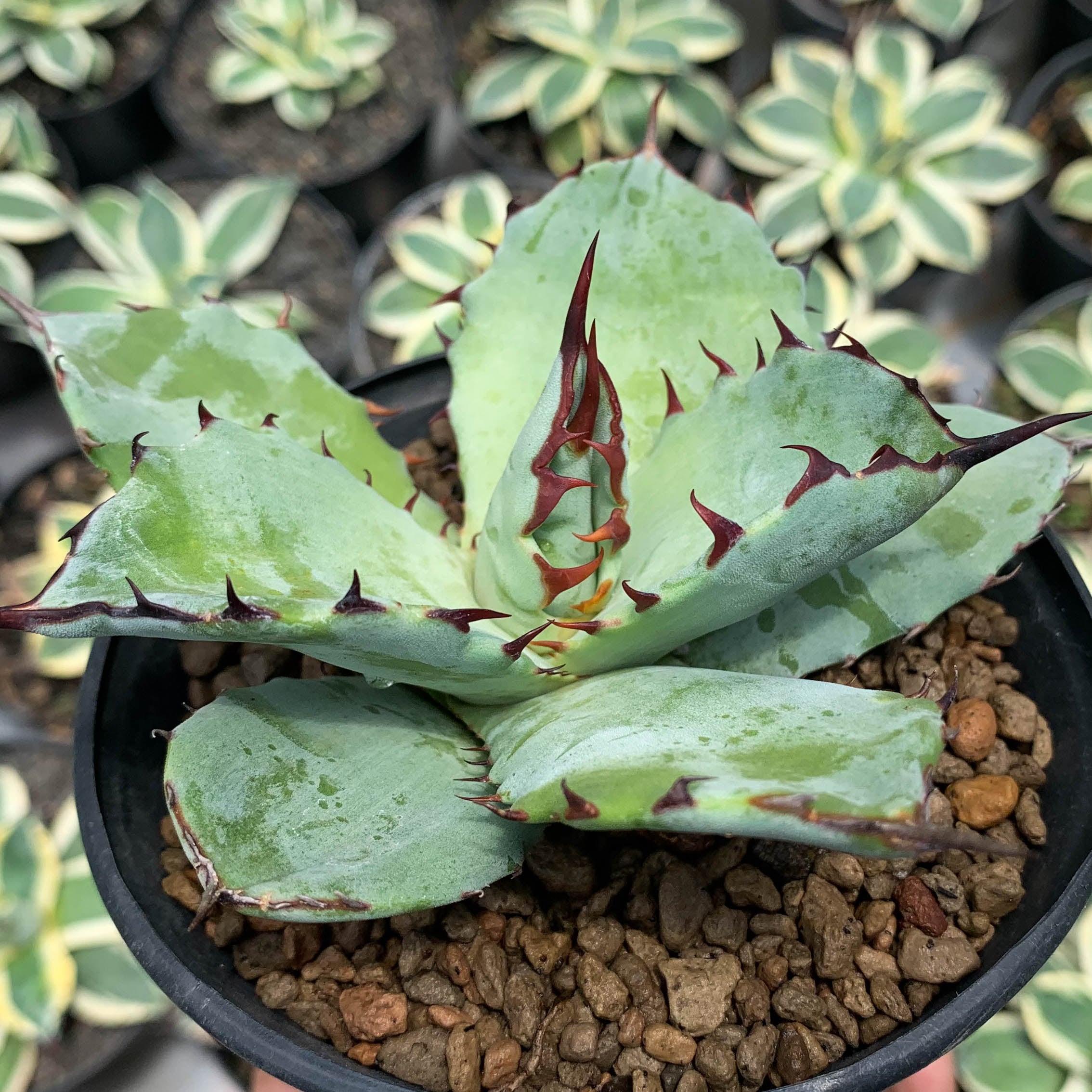 agave titanota x blue glow – Succulentasia