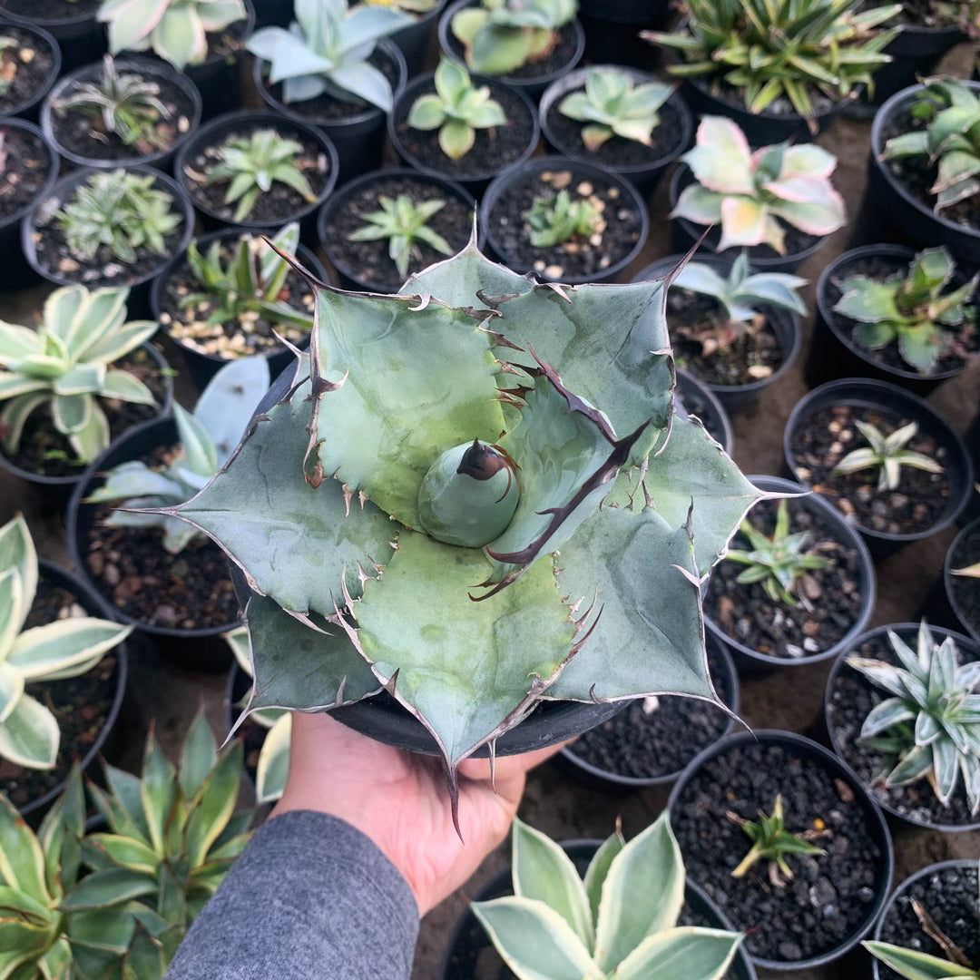 Agave – Succulentasia