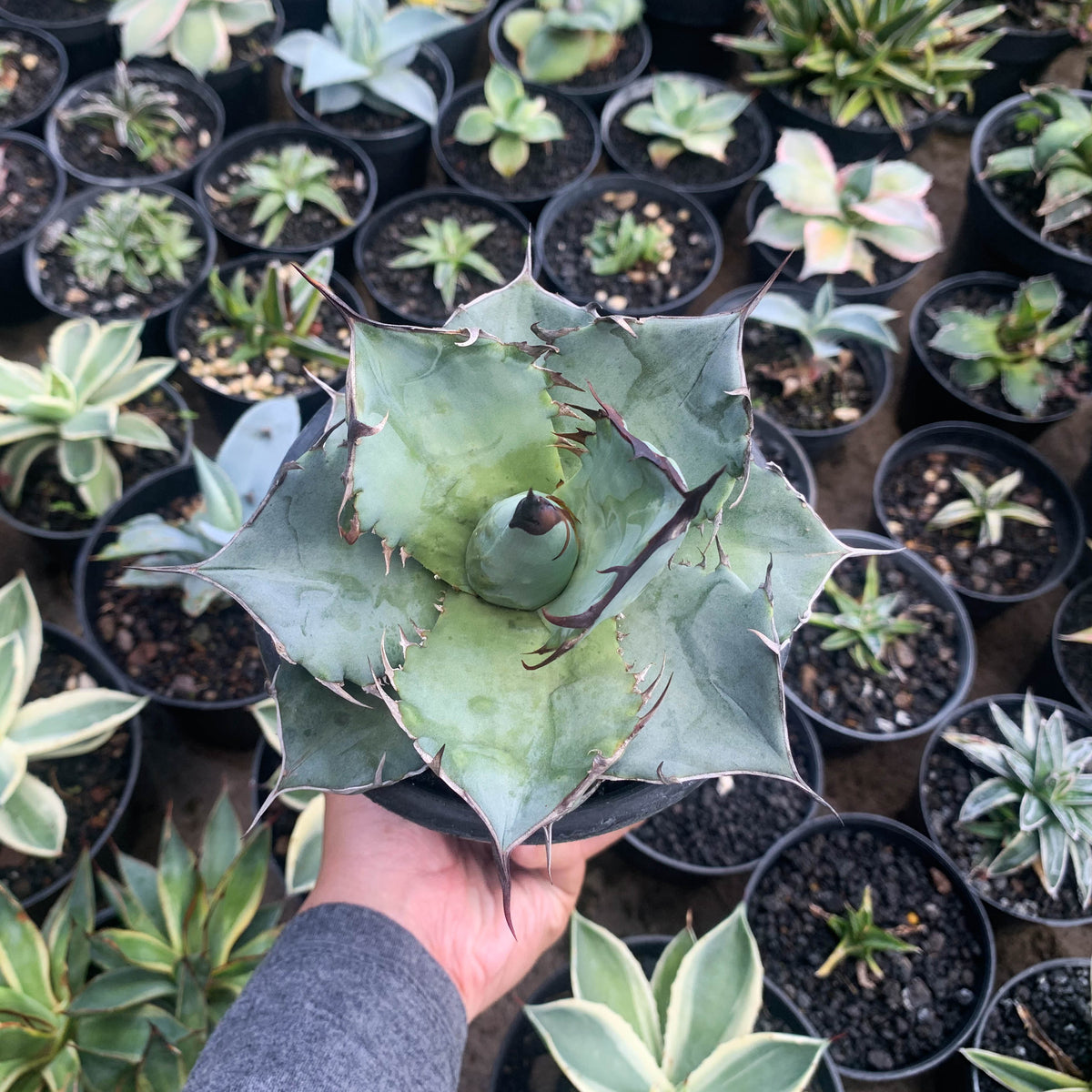 Agave titanota 'White Ice' - Succulent Gardens Agave titanota 'White Ice' - Succulent Gardens