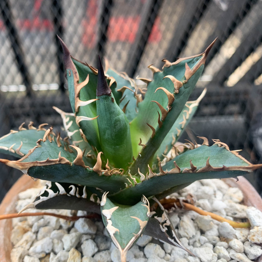Agave – Succulentasia
