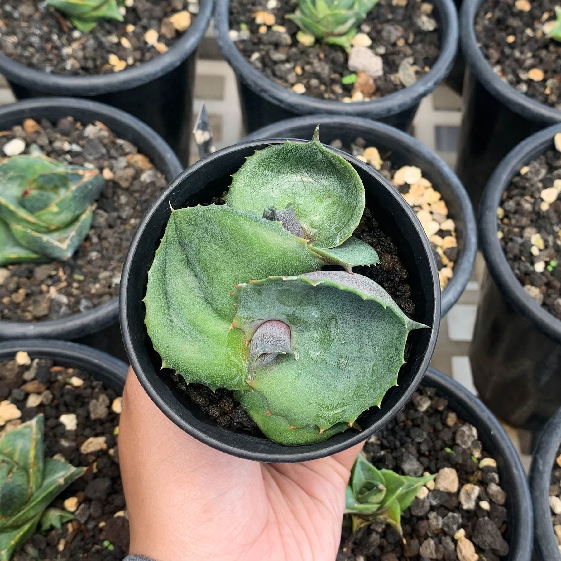 25 Graines Agave Marmorata - Agave Marbrée, Succulente Graphique - Rustique Jusqu'à -6°C, Facile D'entretien