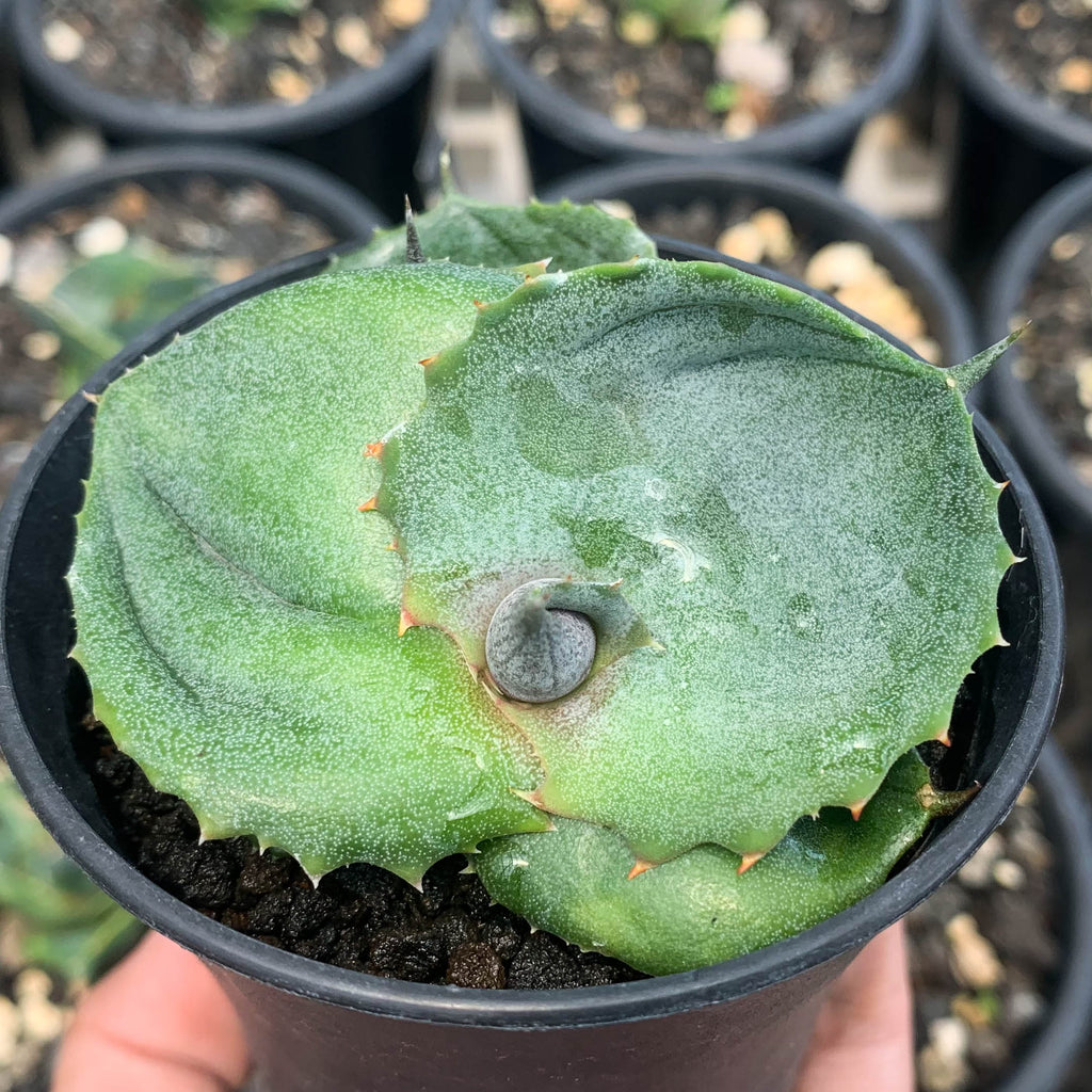 Agave marmorata  Succulentasia