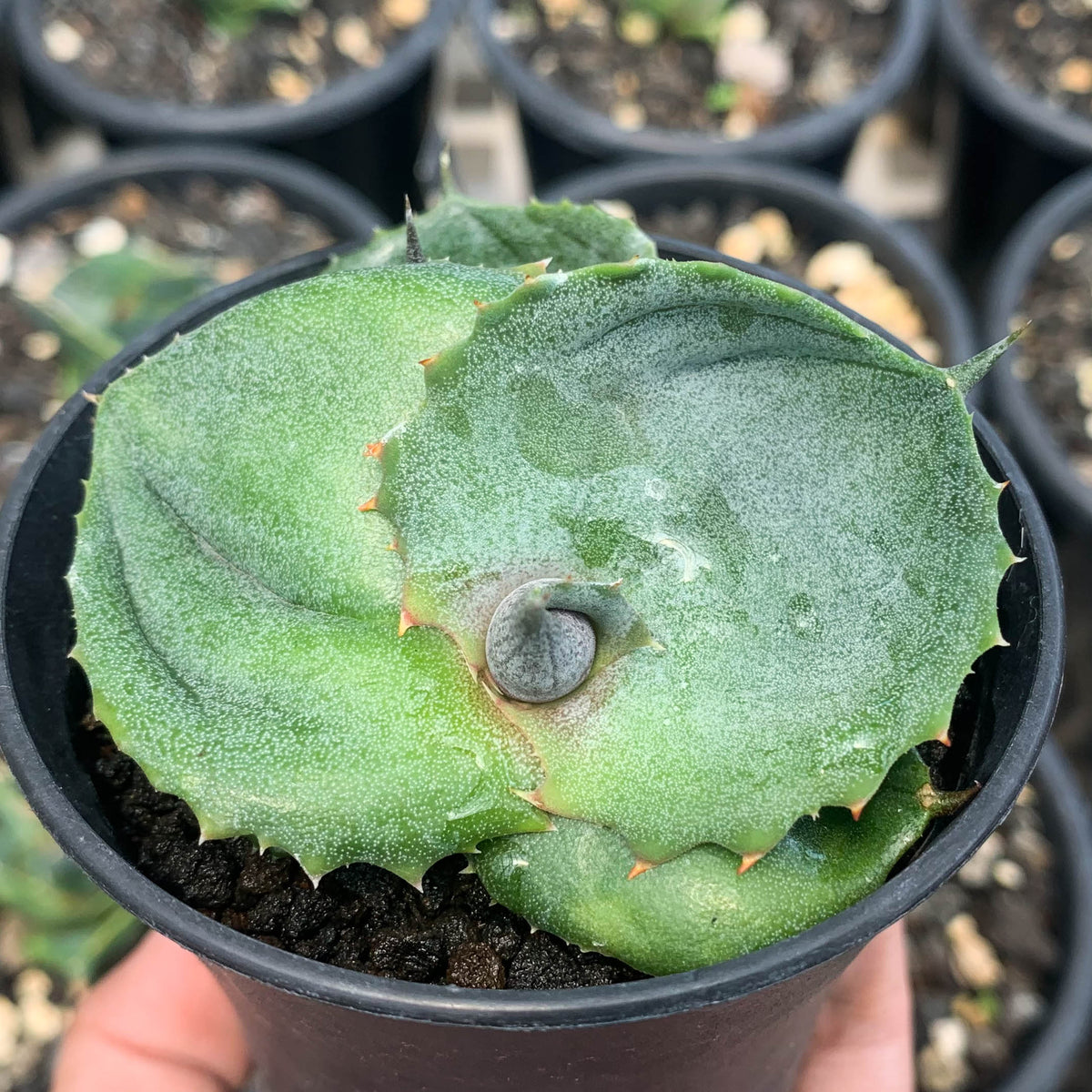 Agave marmorata – Succulentasia