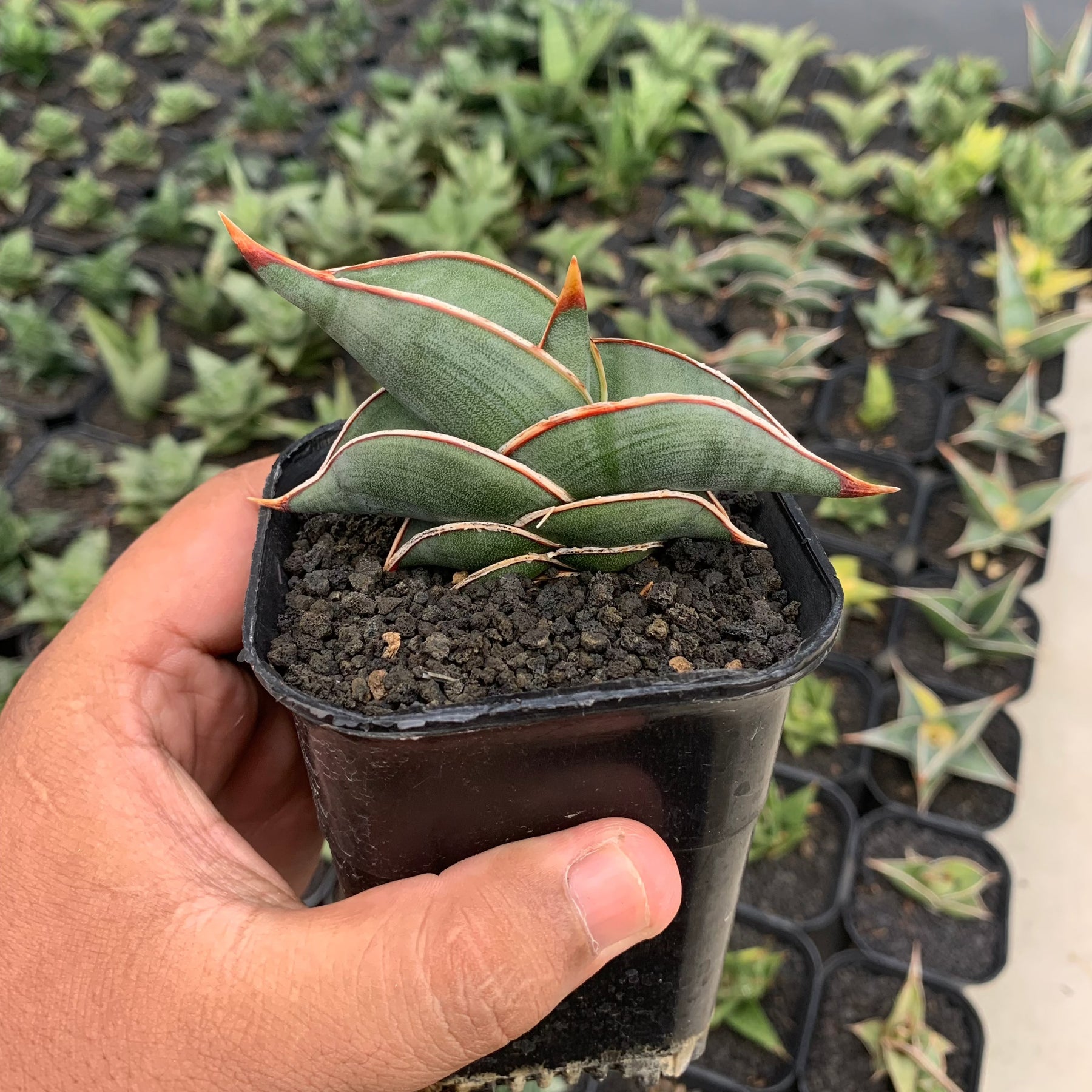 rorida sansevieria Sansevieria Rorida Green