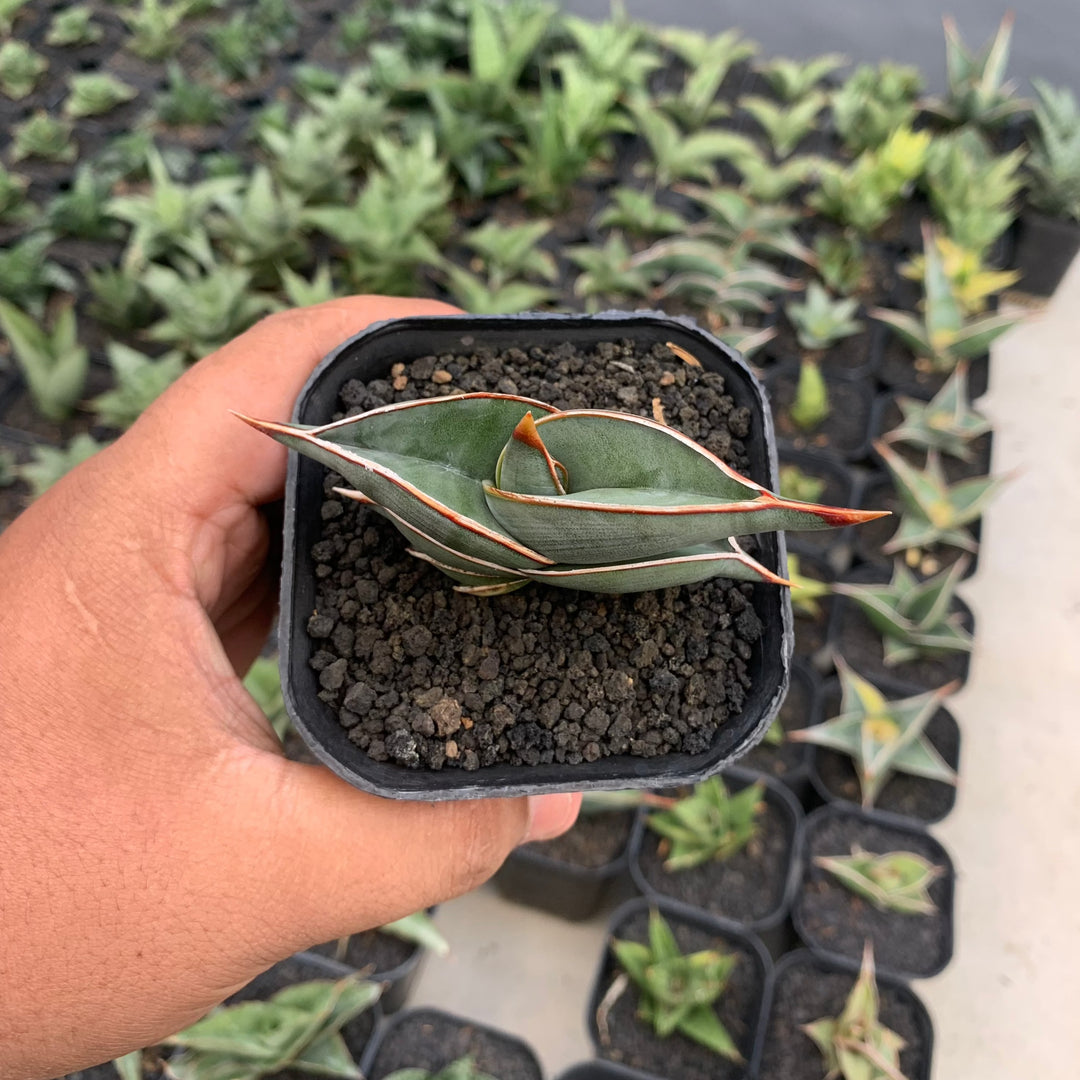 wrinkly sansevieria Sansevieria Rorida Green – Succulentasia