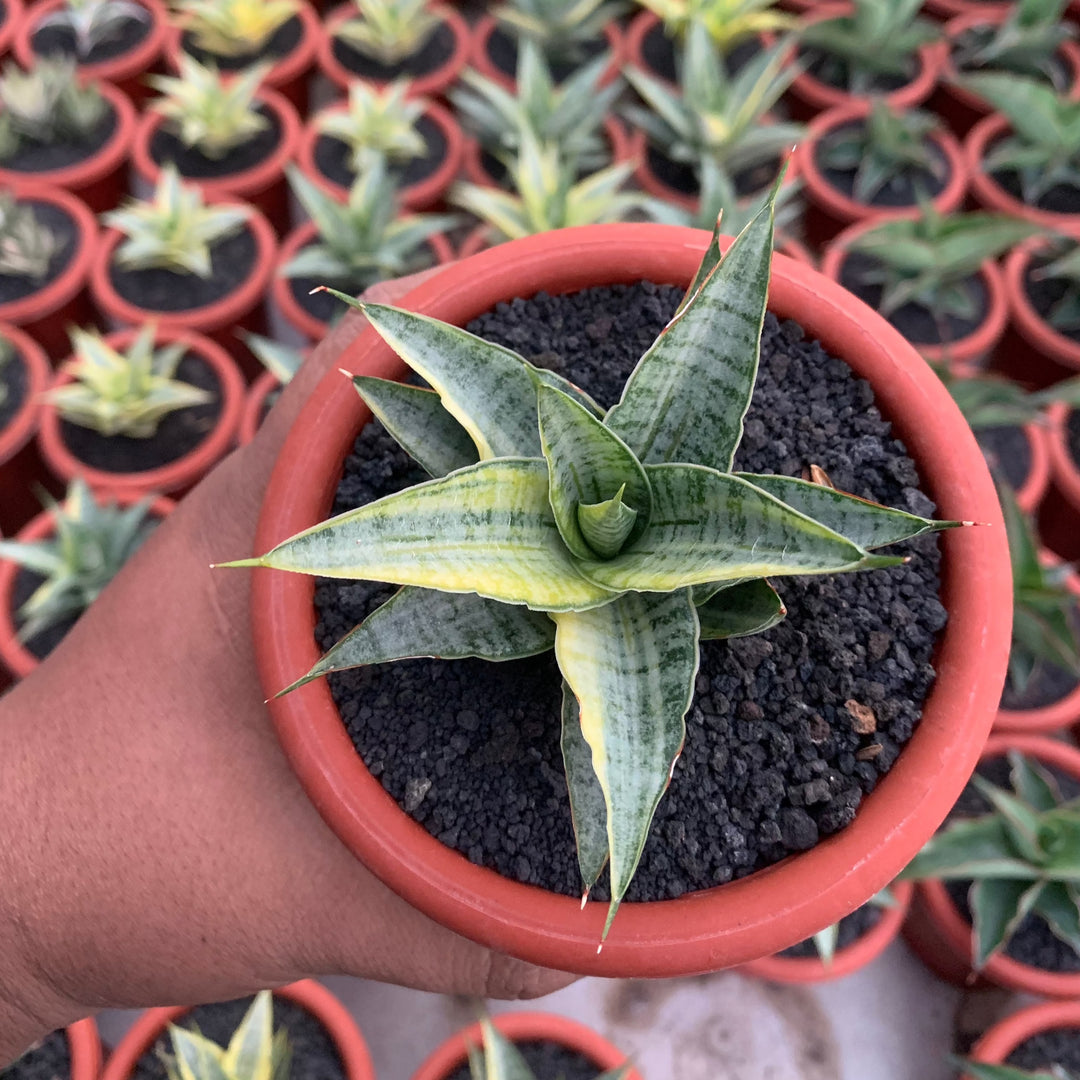Sansevieria Sweet Celery Variegated