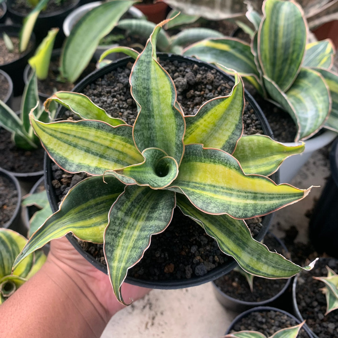 sansevieria black rose sansevieria Black Rose Variegated