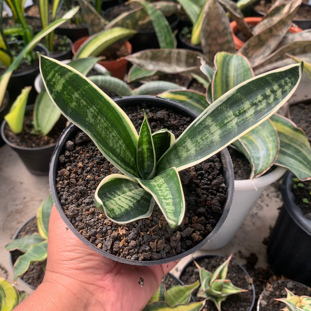 sansevieria albino Sansevieria Trifasciata White Twisty – Succulentasia