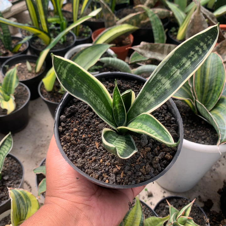 Sansevieria Trifasciata White Twisty