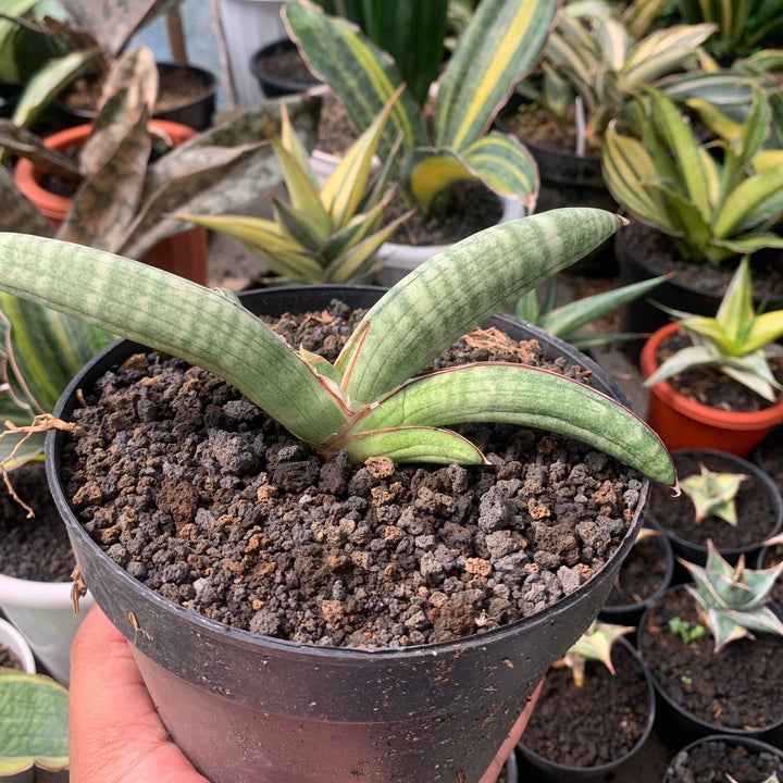 Sansevieria Eliensis