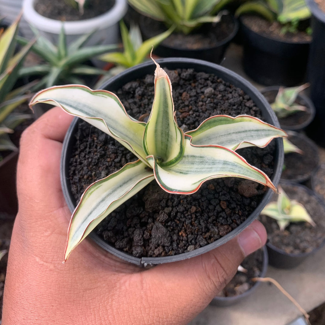 sansevieria silbersee Sansevieria Silver Rose Variegated – Succulentasia