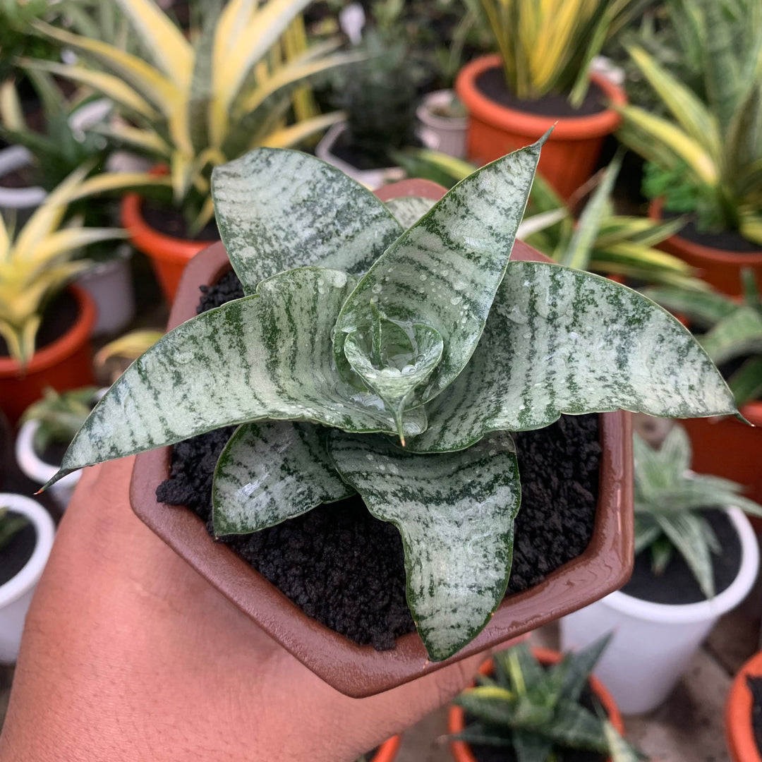 Sansevieria Khetrina