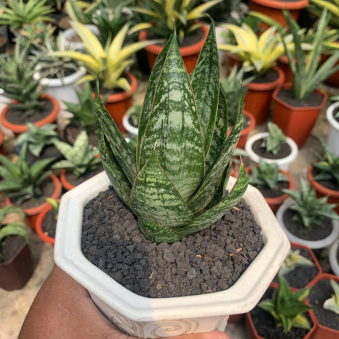sansevieria gaster Sansevieria Joetun – Succulentasia