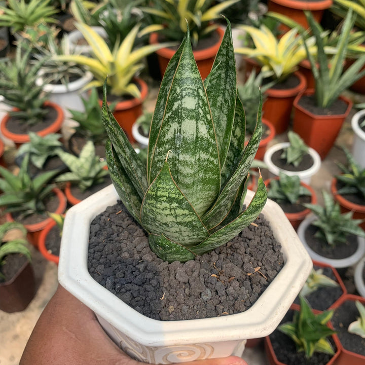Sansevieria Joetun