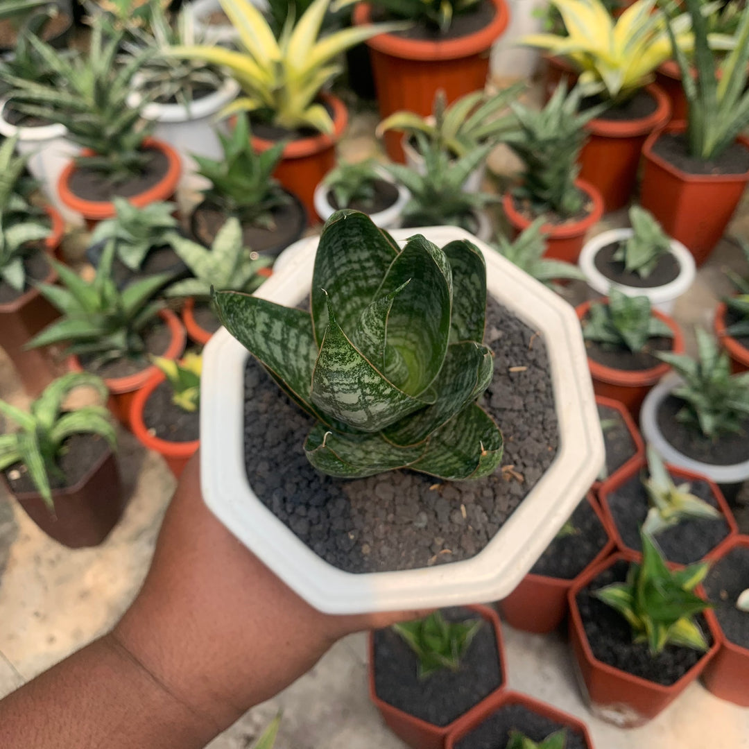 Sansevieria Joetun