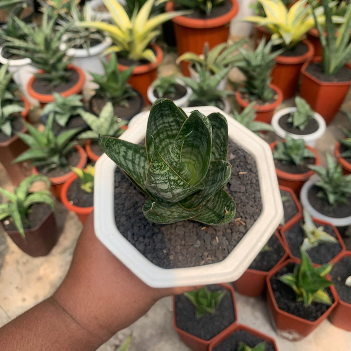 Sansevieria Joetun