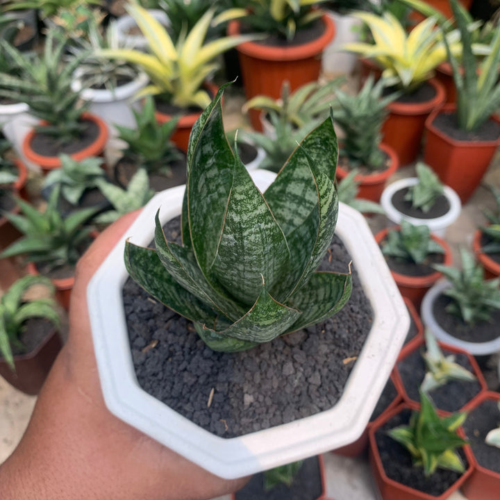 Sansevieria Joetun