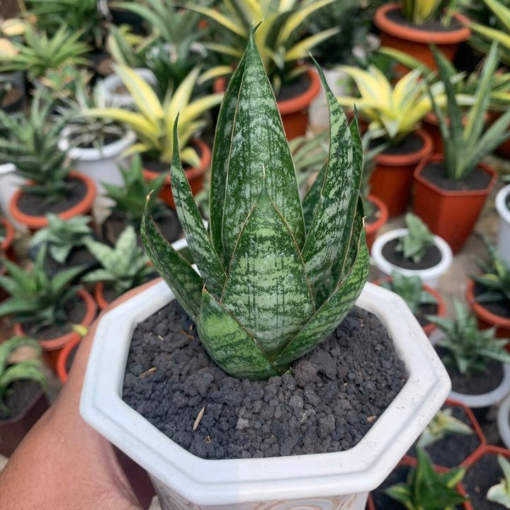 Sansevieria Joetun