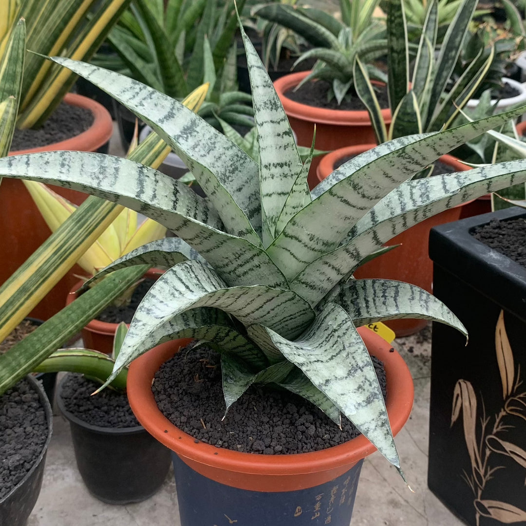 sansevieria alice sansevieria suzy