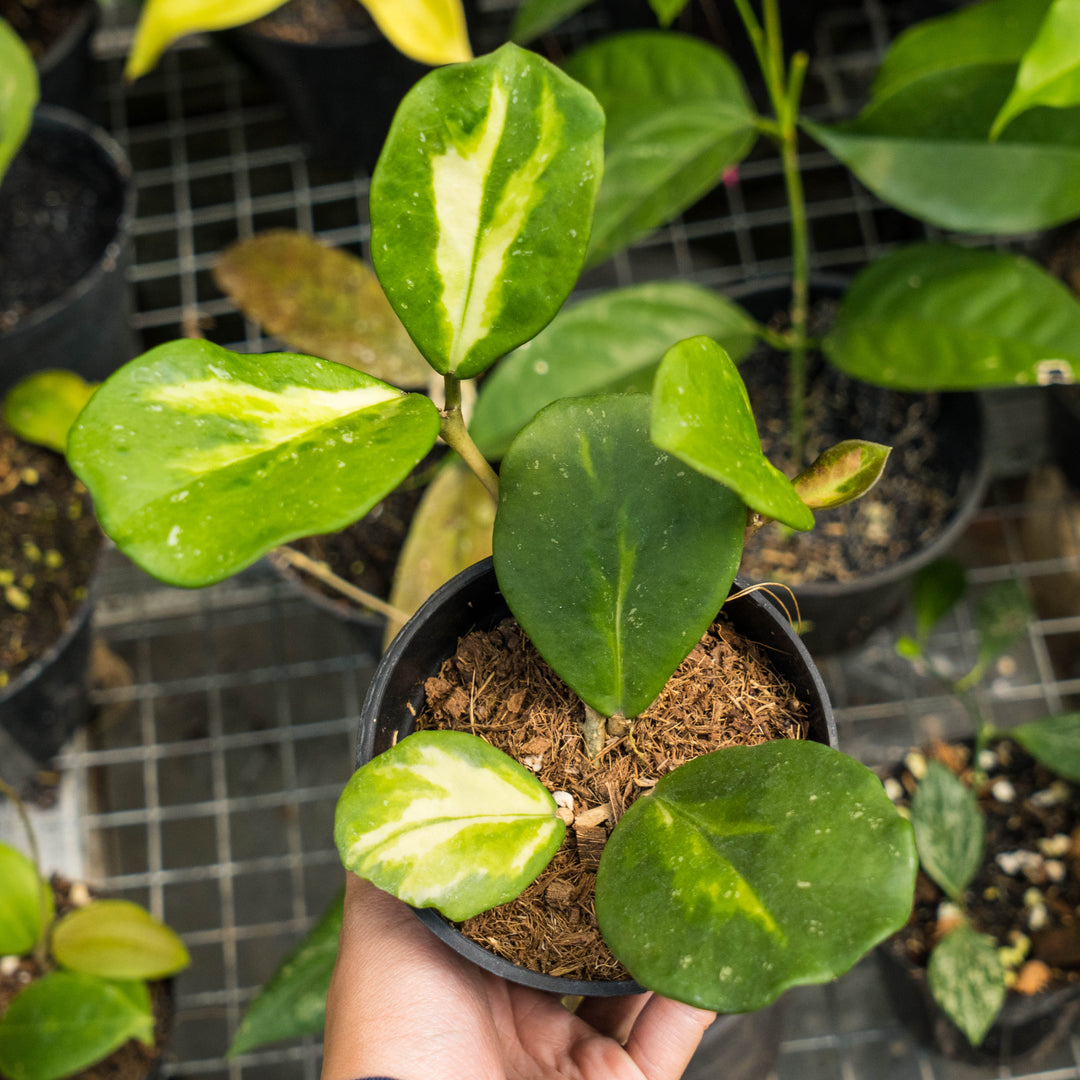 Hoya obovata variegated