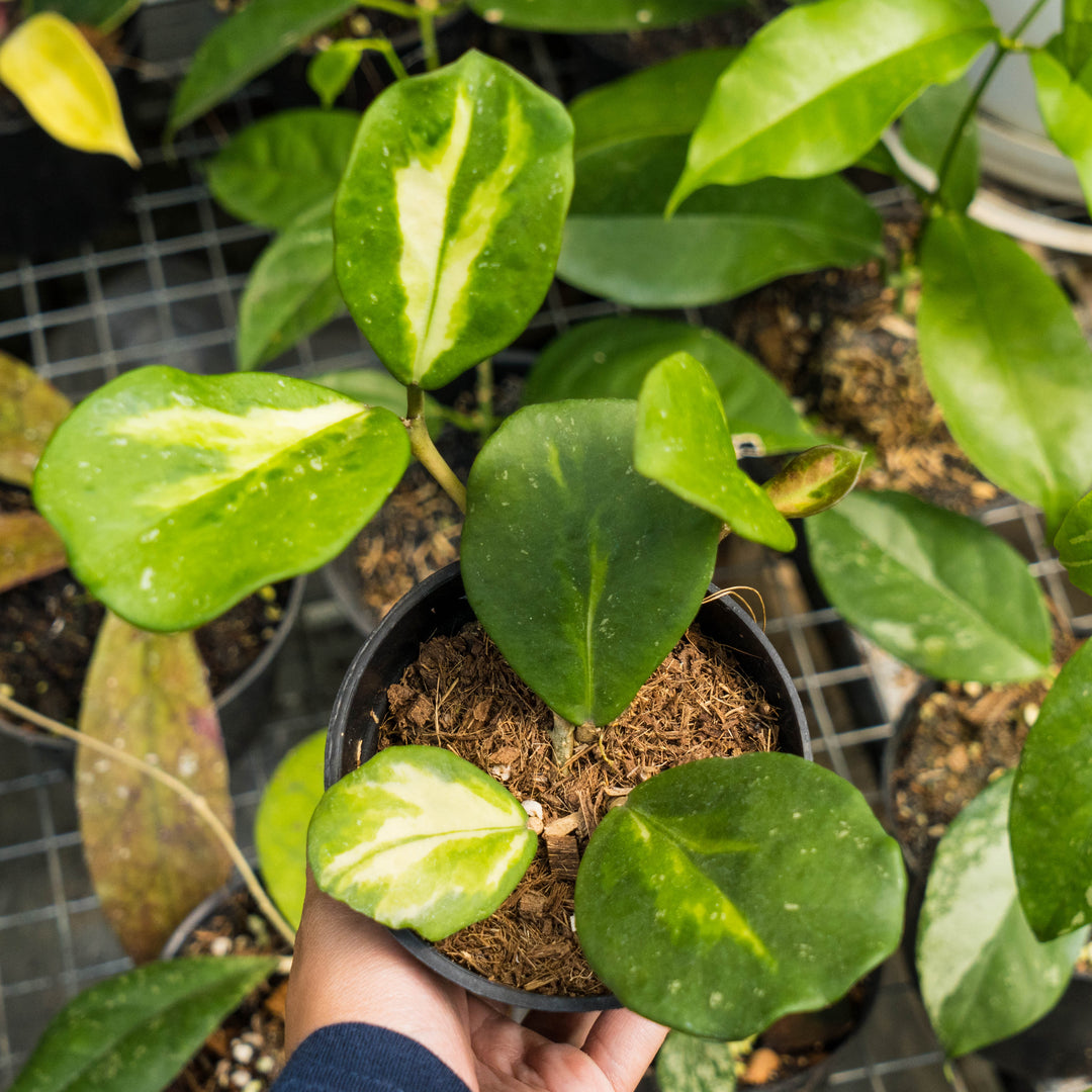 Hoya obovata variegated