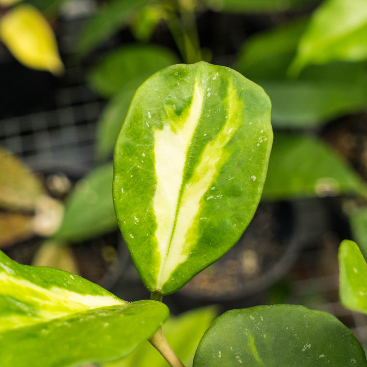 Hoya obovata variegated
