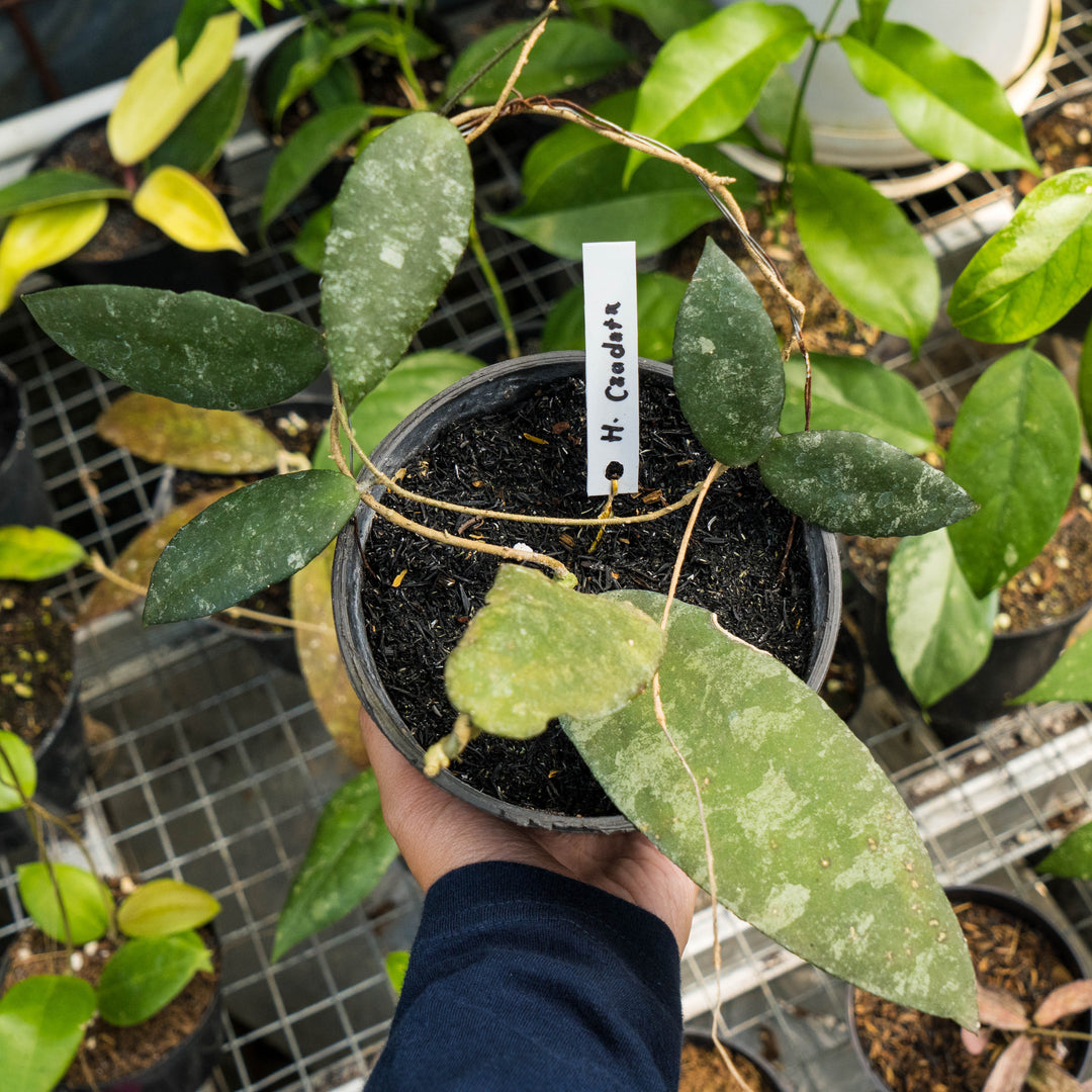 Hoya caudata Splash