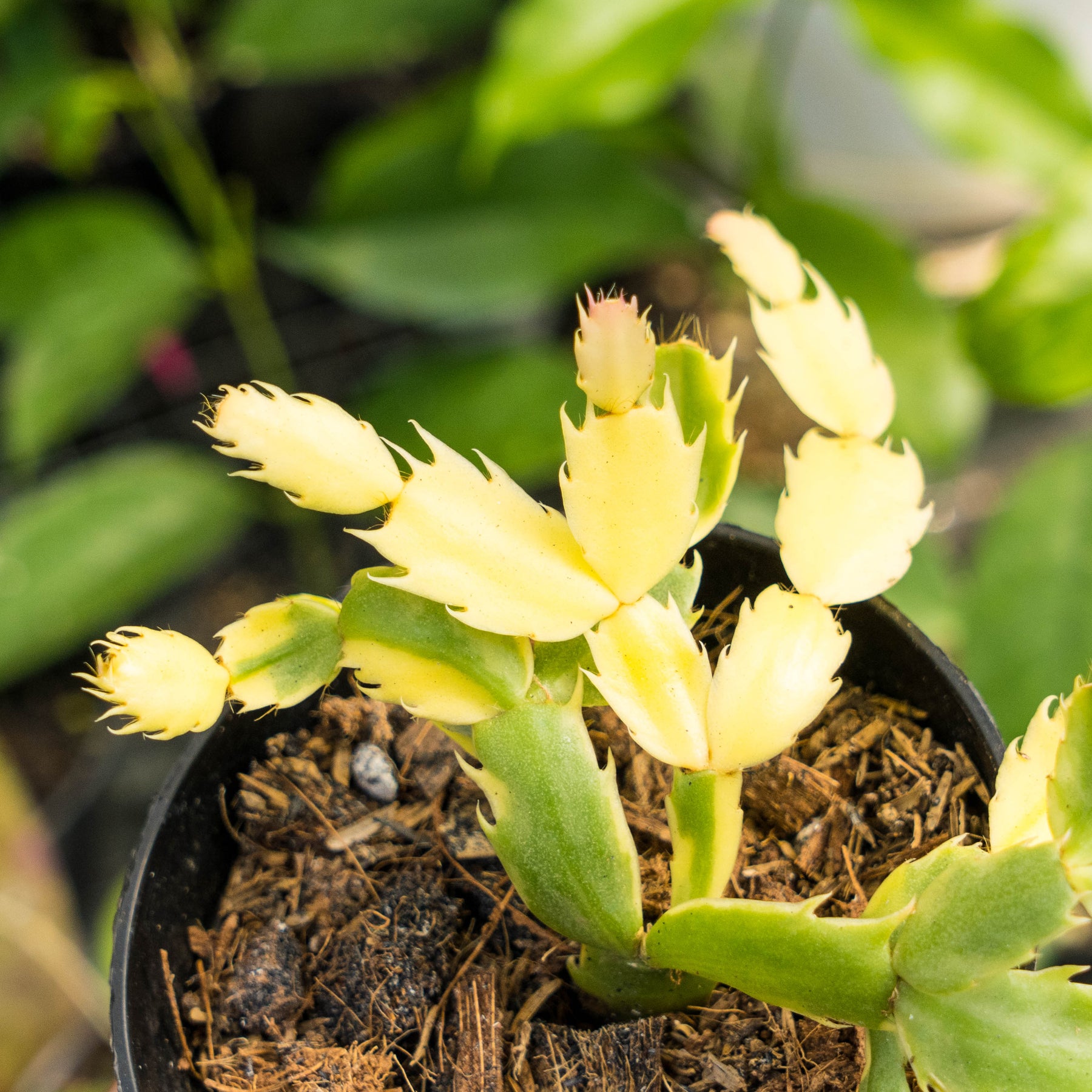 Schlumbergera truncata variegated Succulentasia