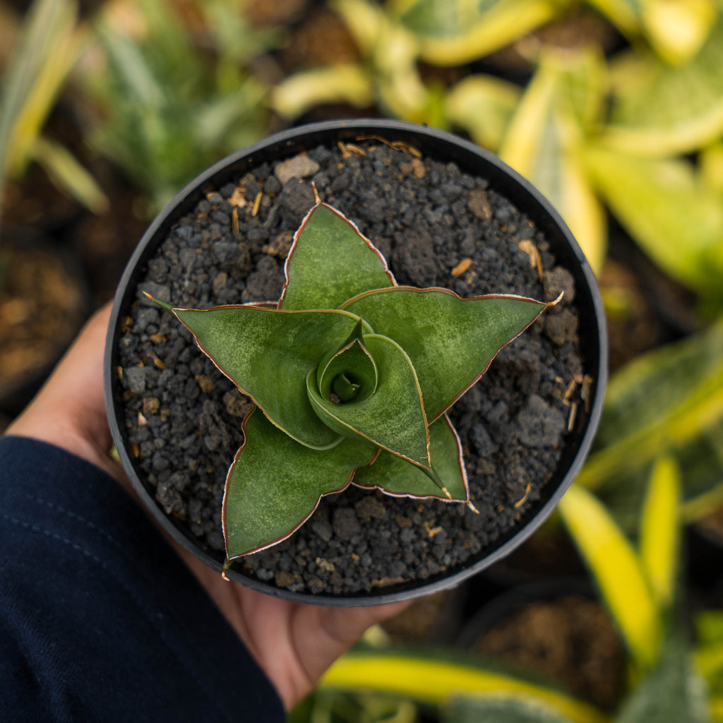 Sansevieria Sonet – Succulentasia