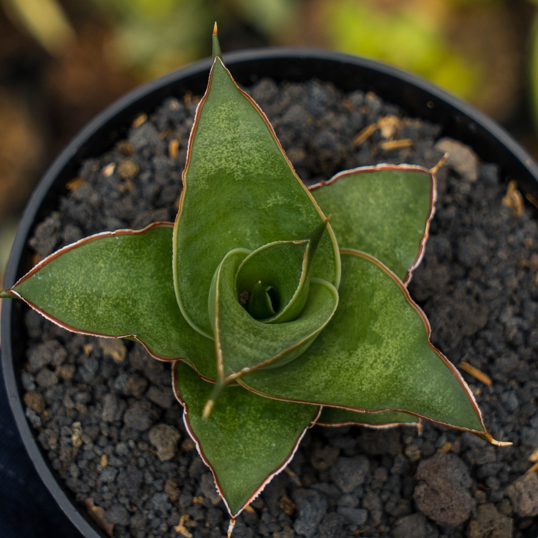 Sansevieria Sonet – Succulentasia