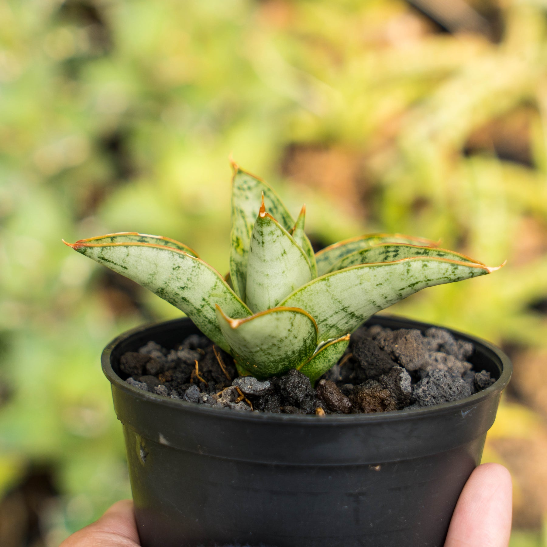 Sansevieria Liwa Succulentasia sansevieria-liwa-succulentasia