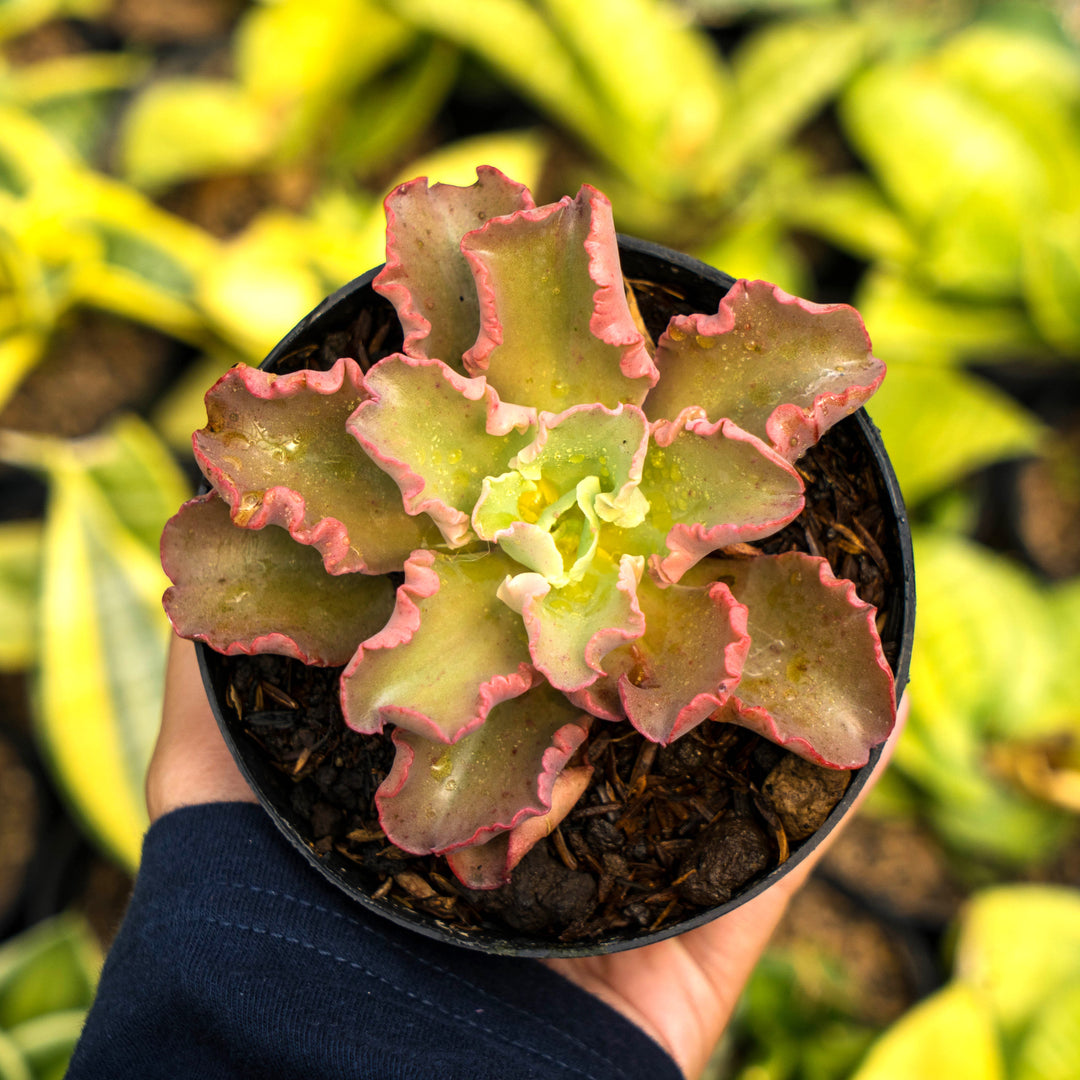 octopus succulent plant Echeveria octopus
