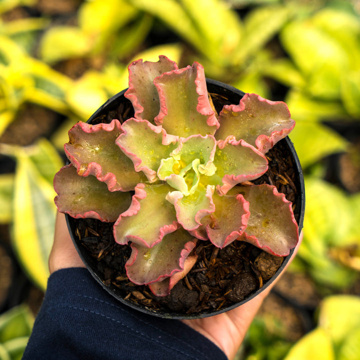 Echeveria octopus
