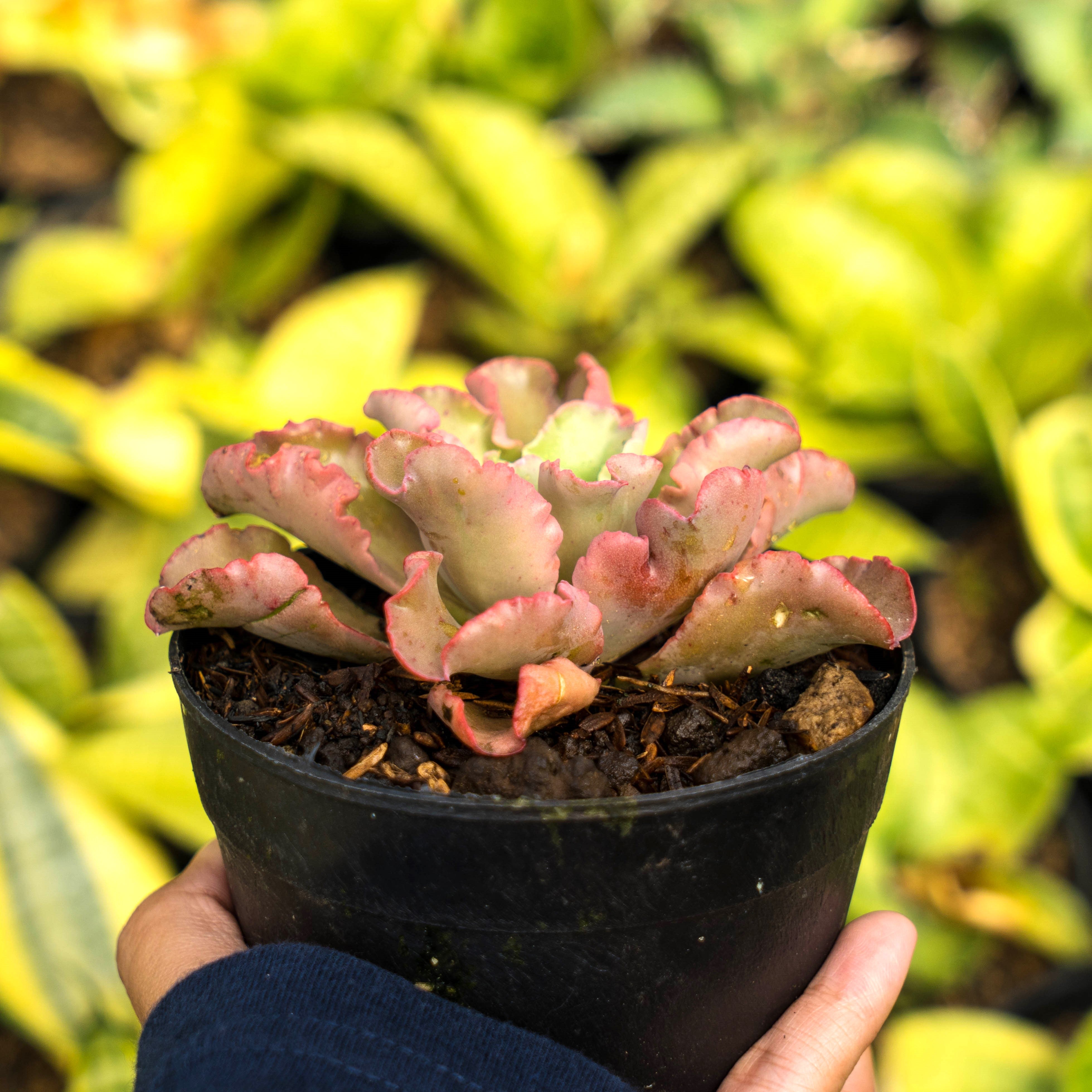 Echeveria octopus – Succulentasia