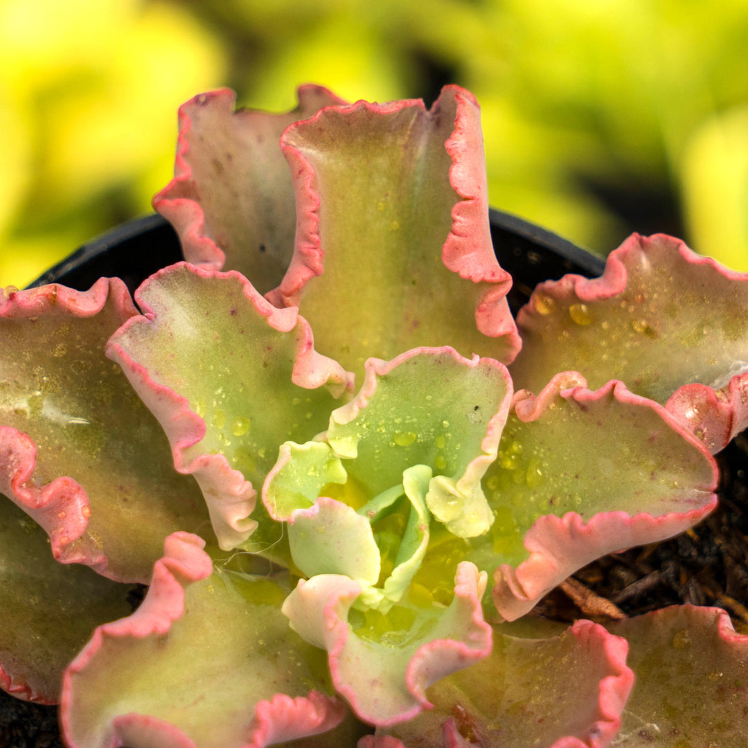 Echeveria octopus