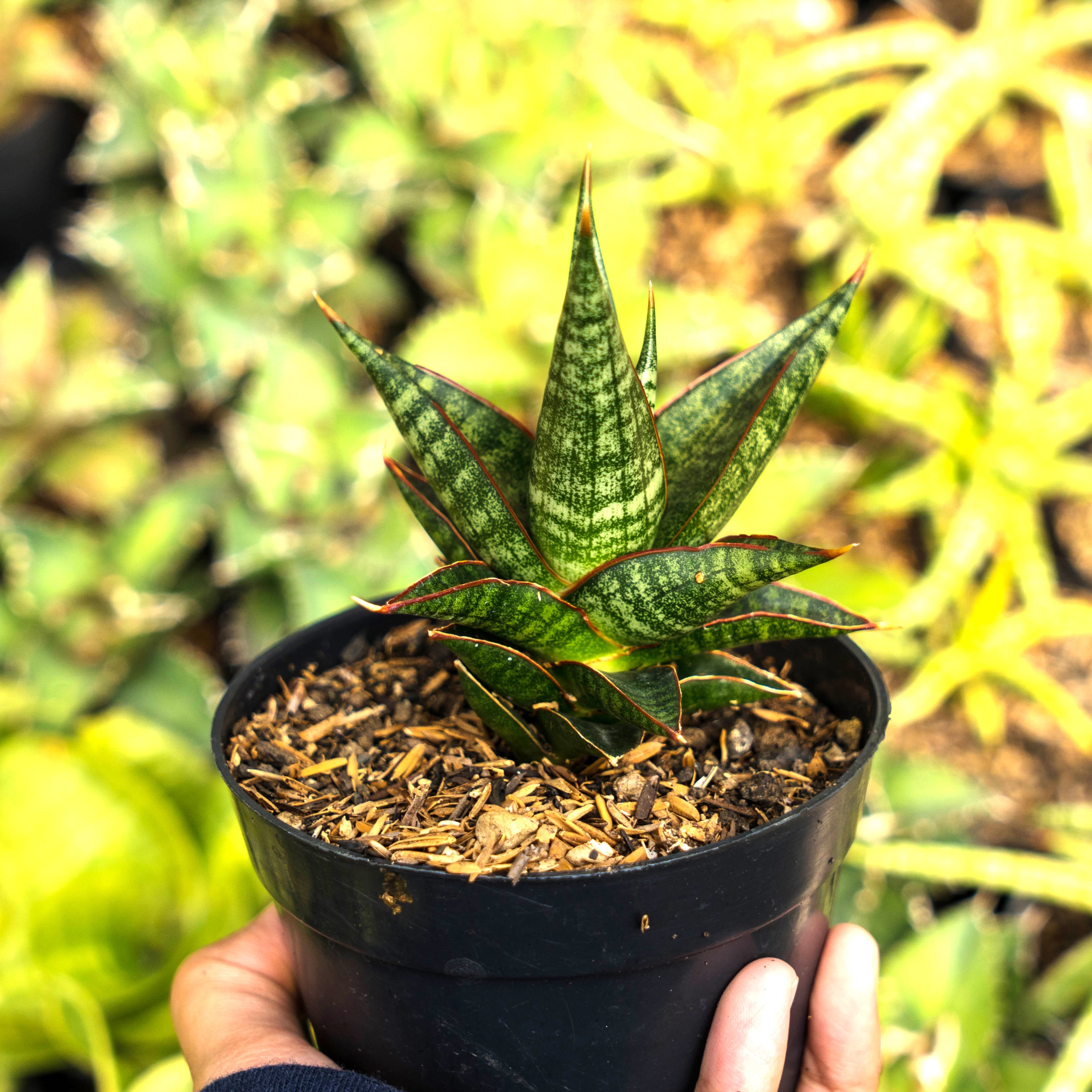 Sansevieria Rorokidul – Succulentasia