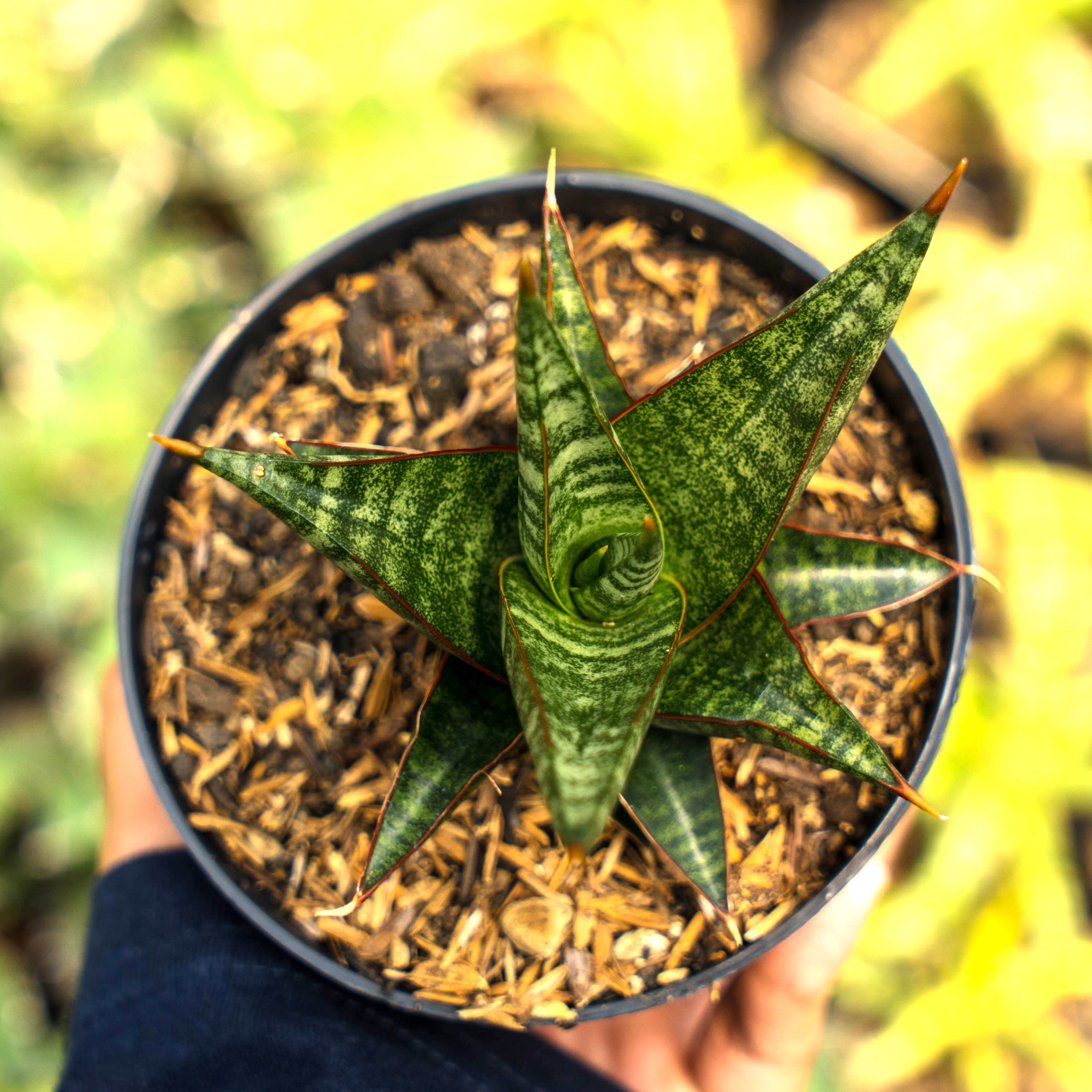 Sansevieria Rorokidul – Succulentasia