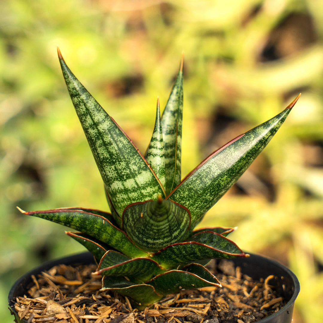 redbook snake plant Sansevieria Rorokidul – Succulentasia