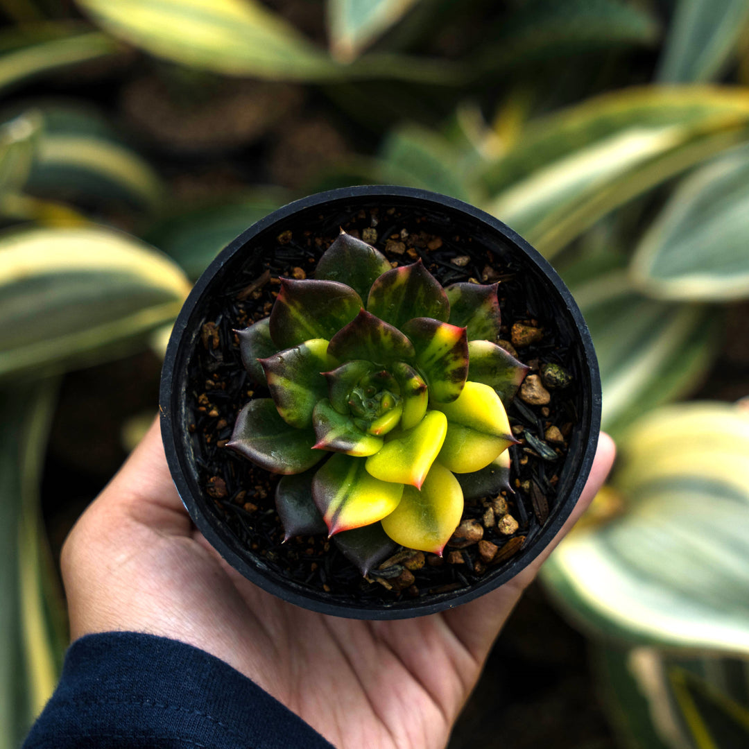 black prince echeveria succulent echeveria black prince – Succulentasia