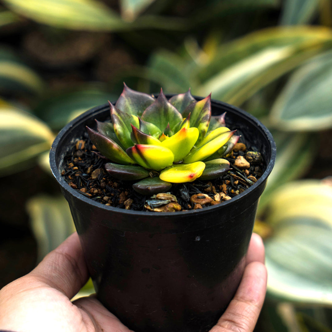 black succulent plants echeveria black prince – Succulentasia