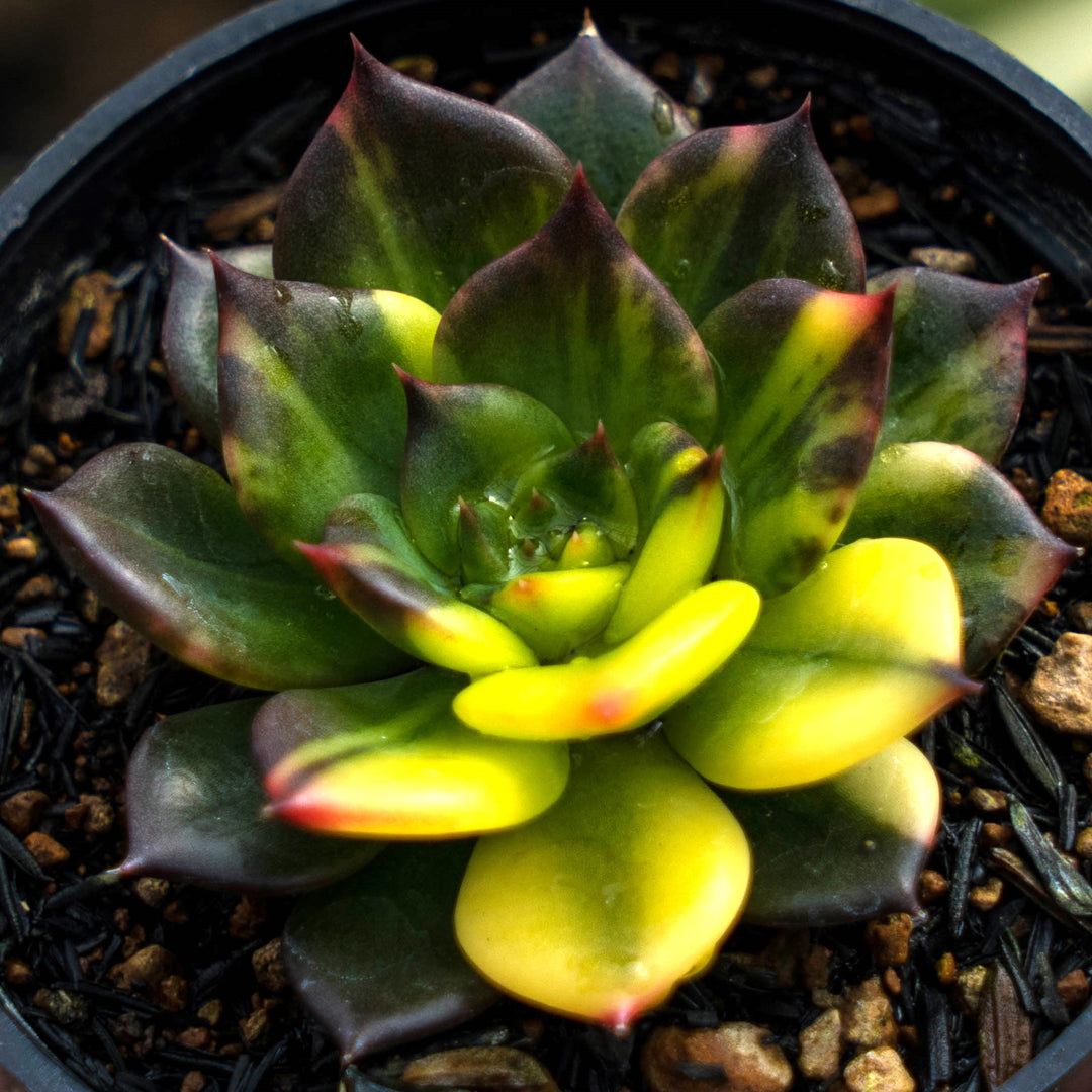 prince succulent echeveria black prince – Succulentasia