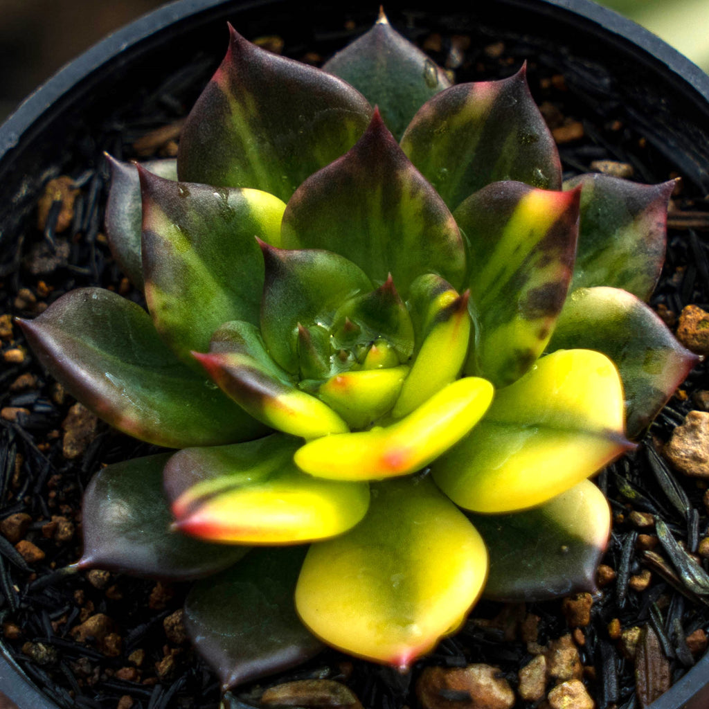variegated black prince echeveria #succulent echeveria black prince