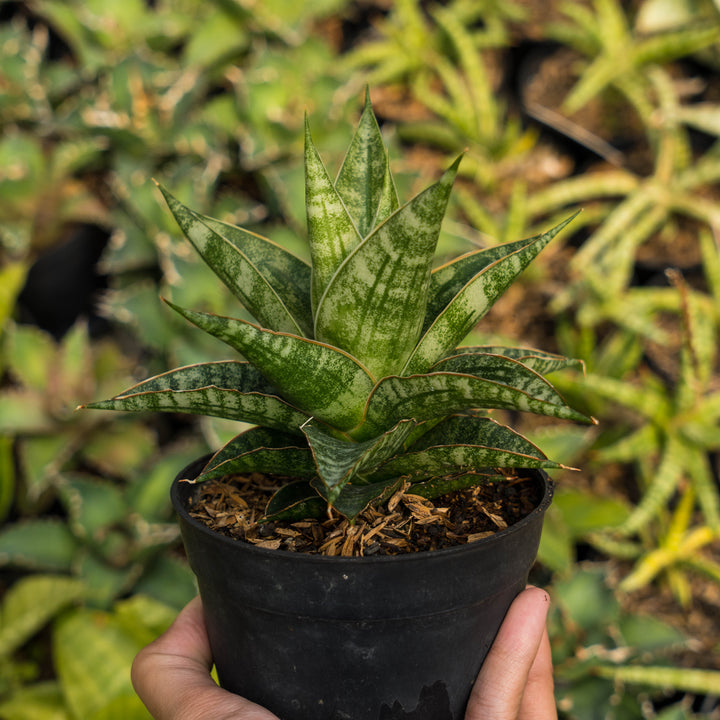 Sansevieria riyad