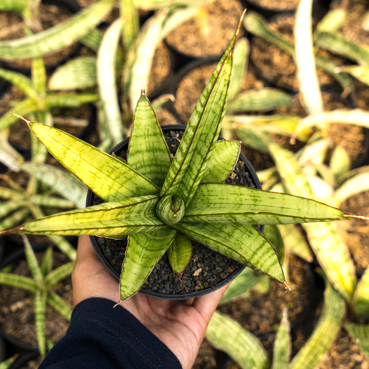 Sansevieria personi x liberica