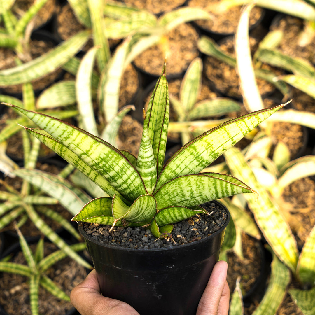 Sansevieria personi x liberica