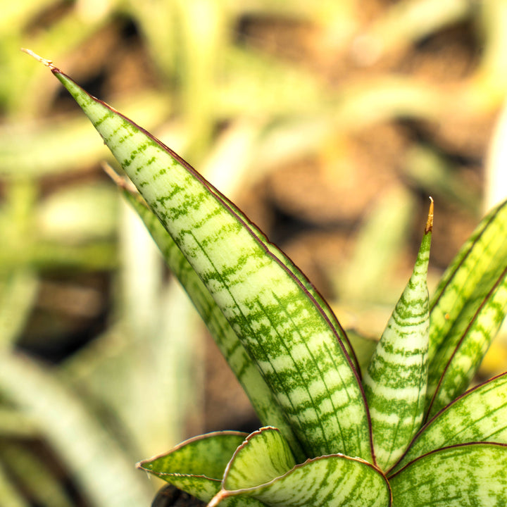 Sansevieria personi x liberica